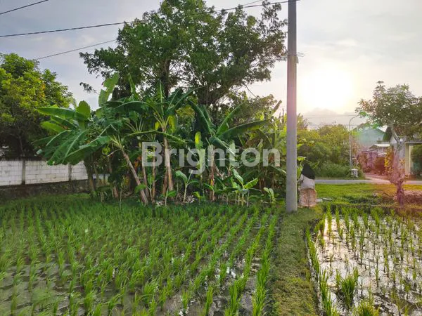 image TANAH SAWAH YANG SUBUR (1)