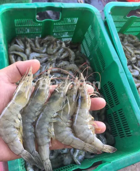 image TAMBAK AKTIF PRODUKTIF DENGAN LUAS 20.000 METER DI BARRU MAKASAR (2)