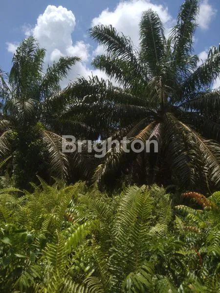 TANAH SAWIT 50 HA DUMAI