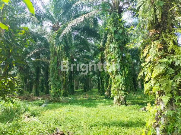 image KELAPA SAWIT  (2)