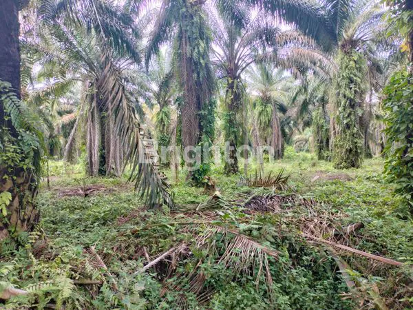 image KELAPA SAWIT  (3)