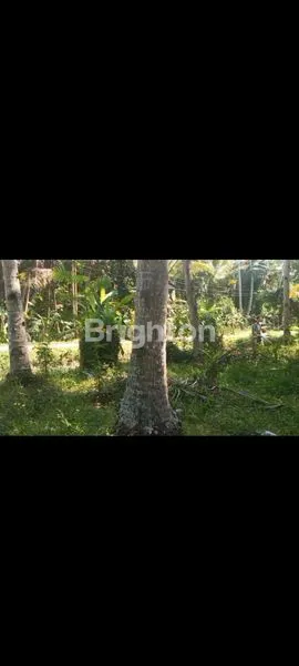 image TANAH PEKARANGAN LUAS & LEGALITAS AMAN DI KULONPROGO (3)