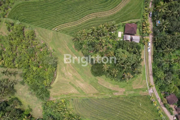 image TANAH SANGAT COCOK UNTUK INVESTASI DI SEKITAR CANGGU (3)