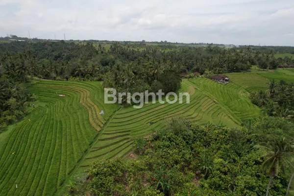 image TANAH SANGAT COCOK UNTUK INVESTASI DI SEKITAR CANGGU (4)