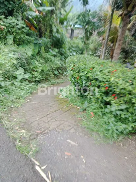 image TANAH ISI  KOPI DI PUPUAN TABANAN (2)