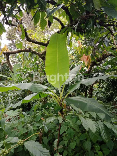 image TANAH ISI  KOPI DI PUPUAN TABANAN (1)