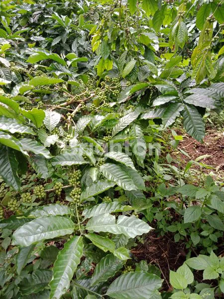 image TANAH ISI  KOPI DI PUPUAN TABANAN (4)