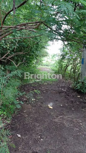 image DIJUAL TANAH STRATEGIS COCOK UNTUK RUMAH DAN VILLA DI DALUNG, BALI (4)