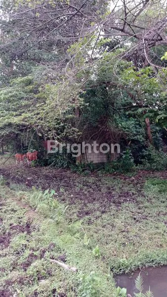 image DIJUAL TANAH STRATEGIS COCOK UNTUK RUMAH DAN VILLA DI DALUNG, BALI (1)