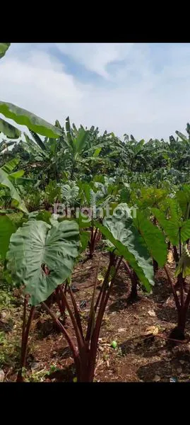 image DIJUAL TANAH KOMERSIL LOKASI STRATEGIS DI BABAKAN MADANG SENTUL BOGOR (7)