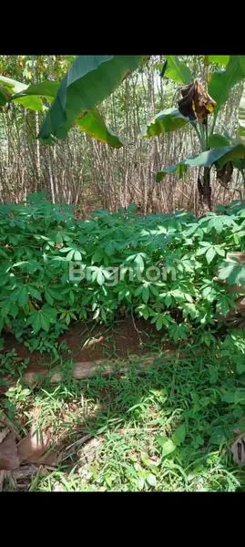 image DIJUAL TANAH KOMERSIL LOKASI STRATEGIS DI BABAKAN MADANG SENTUL BOGOR (6)