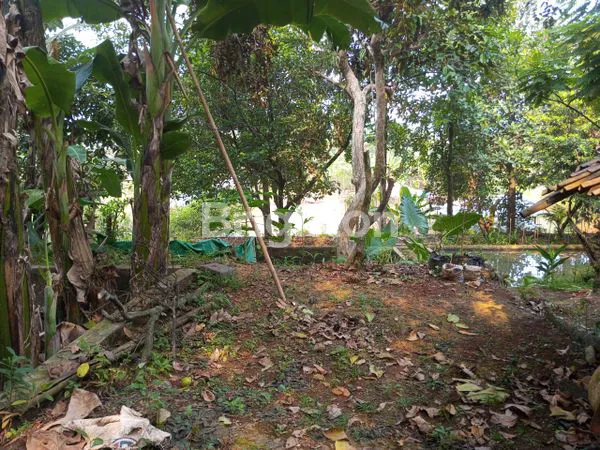 image TANAH / KAVLING KEBUN LOKASI DI PINGGIR JALAN, STRATEGIS DI KALISUREN, TAJURHALANG. (5)