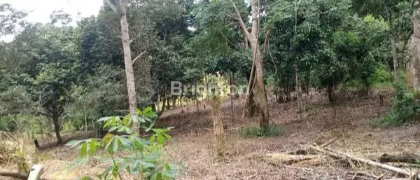 image TANAH KEBUN JALAN POROS DESA BENDANG TENGGARONG (3)