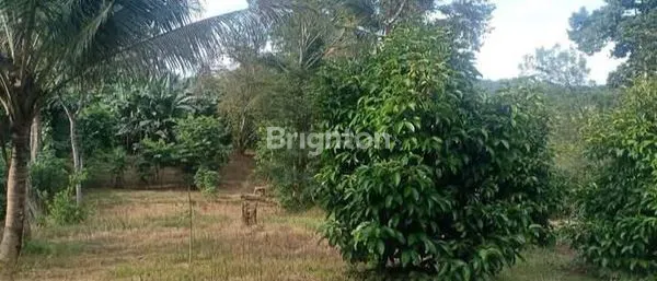 image TANAH KEBUN JALAN POROS DESA BENDANG TENGGARONG (4)