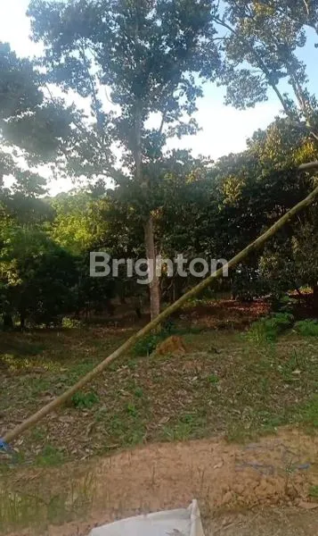 image TANAH KEBUN JALAN POROS DESA BENDANG TENGGARONG (5)