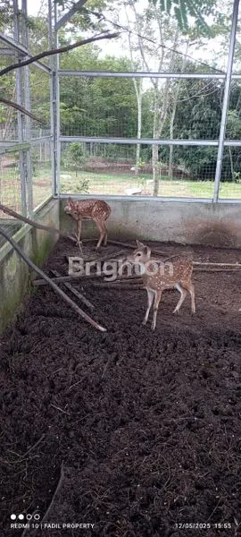 image MURAH MERIAH RUMAH VILLA JASINGA BOGOR (3)