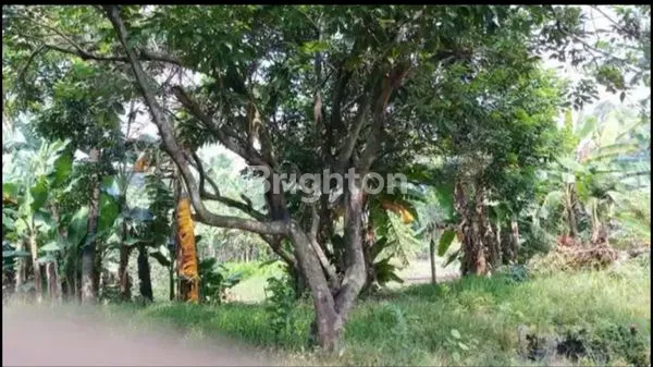 image TANAH POTENSIAL,MURAH,,JL HAJI SODON MERUYA SELATAN,,KEMBANGAN- JAKARTA BARAT (5)