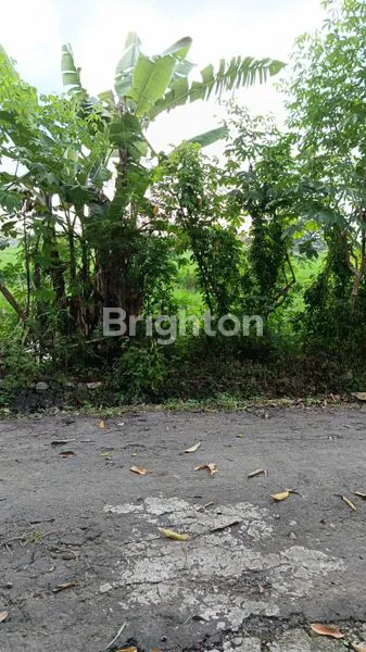 DIJUAL TANAH SAWAH LOKASI DEKAT KOTA NGANJUK