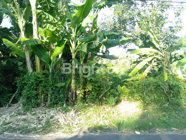 image TANAH IDAMAN 2 MENIT KE JALAN UTAMA JL. IDA BAGUS MANTRA & 3 MENIT KE PANTAI PERING GIANYAR BALI (6)