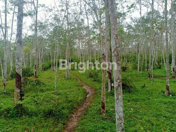 TANAH PERKEBUNAN DI DESA SIRNAJAYA