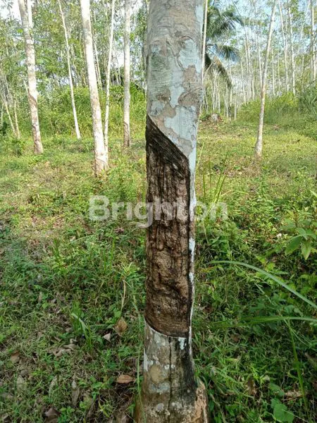 image TANAH PERKEBUNAN DI DESA SIRNAJAYA (2)