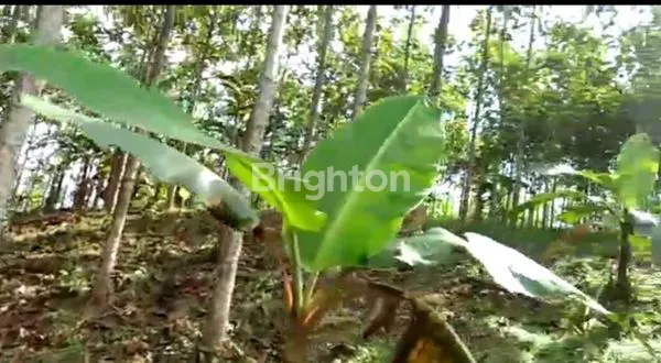 image KEBUN JATI MAS SUKABUMI (4)