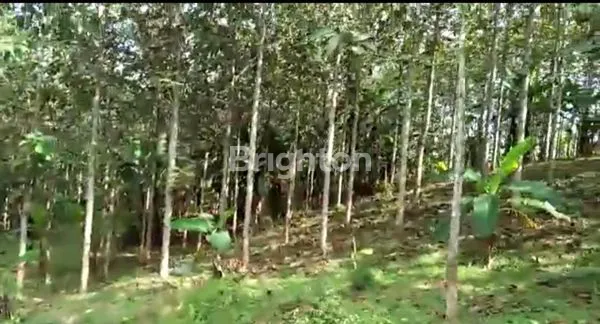image KEBUN JATI MAS SUKABUMI (1)