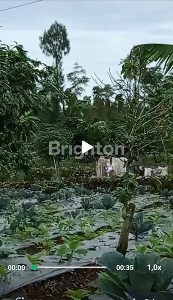 image TANAH KEBUN DI TEMANGGUNG (2)
