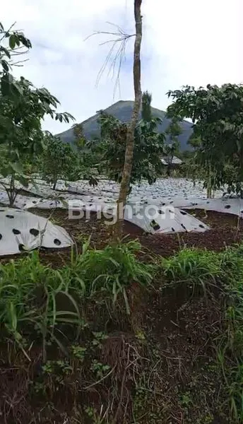 image TANAH KEBUN DI TEMANGGUNG (5)