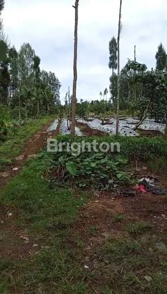 image TANAH KEBUN DI TEMANGGUNG (3)