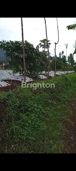image TANAH KEBUN DI TEMANGGUNG (8)
