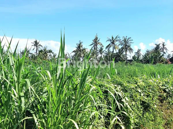 image TANAH LEASEHOLD 20 - 30 TAHUN  DI PANTAI SABA, GIANYAR BALI 350 M DARI PANTAI LANGKA JARANG DIJUMPAI (3)