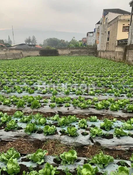 image LAHAN KEBUN CIJERUK, LEMBANG - BANDUNG (1)