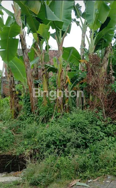 image TANAH KAVLING MURAH SIAP BANGUN DI PAKIS (1)