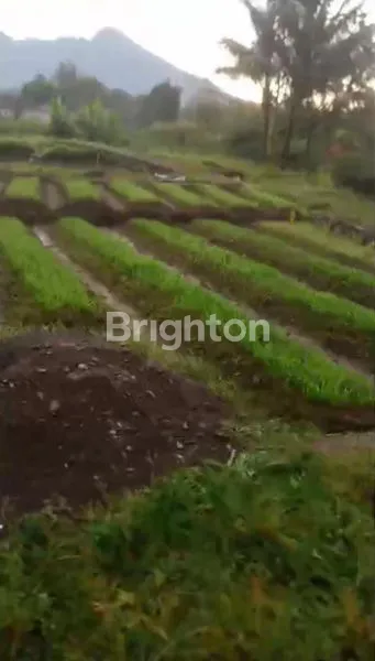 image TANAH KAVLING SAWAH DAN KEBUN MURAH PISAN CIAPUS BOGOR  (4)