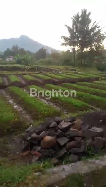 image TANAH KAVLING SAWAH DAN KEBUN MURAH PISAN CIAPUS BOGOR  (2)
