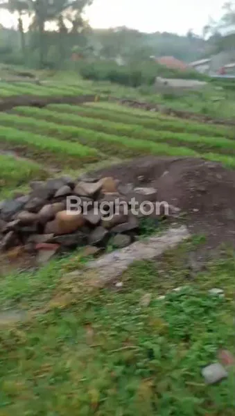 image TANAH KAVLING SAWAH DAN KEBUN MURAH PISAN CIAPUS BOGOR  (3)