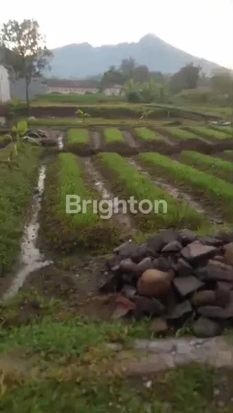 image TANAH KAVLING SAWAH DAN KEBUN MURAH PISAN CIAPUS BOGOR  (6)