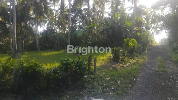 image LAHAN PERKUTATAN PENGRAGOAN NEGARA JEMBRANA PERBATASAN TABANAN (3)