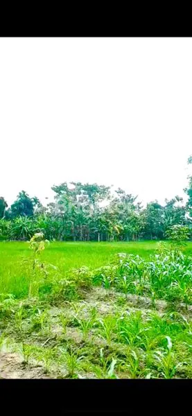 image TANAH 25 RANTE COCOK BERSAWAH/BERLADANG (2)