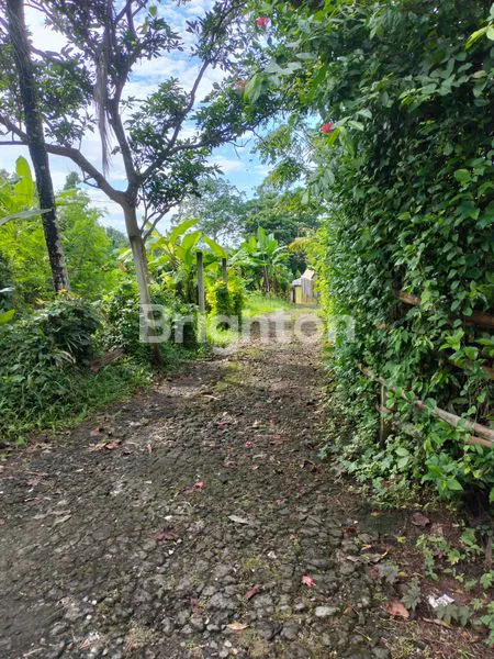 image TANAH DEKAT PANTAI (2)