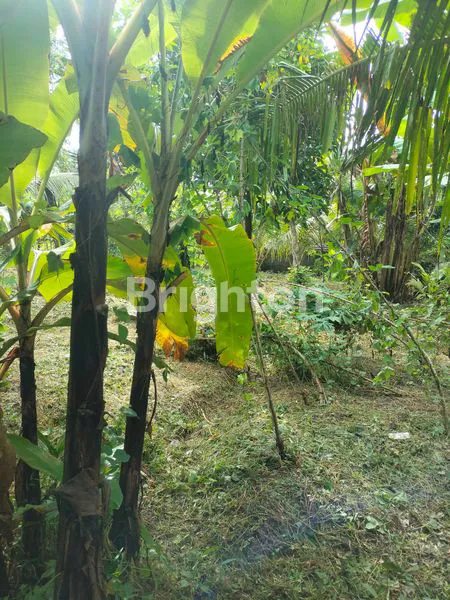 image TANAH DEKAT PANTAI (4)