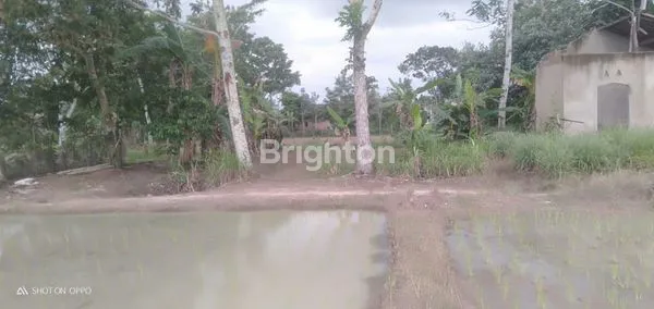 DIJUAL TANAH DAN SAWAH PRODUKTIF DI DESA REJOMULYO, JATIAGUNG, LAMPUNG SELATAN