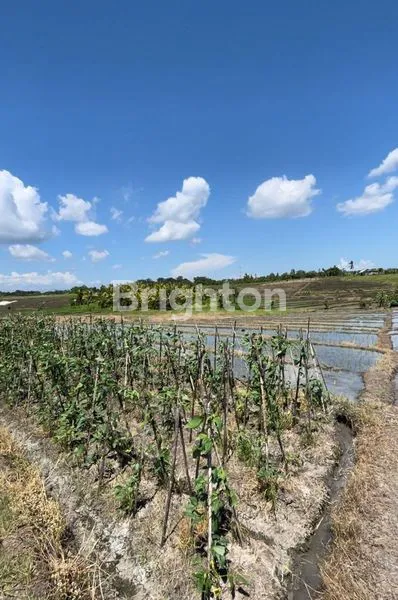 image DISEWAKAN TANAH DI KERAMBITAN VIEW SAWAH PEDESAAN AKSES DEKAT PANTAI (5)
