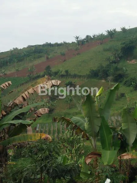 image DIJUAL TANAH DI CIANJUR COCOK UNTUK PERKEBUNAN & PERTANIAN  (7)