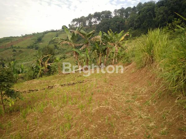 image DIJUAL TANAH DI CIANJUR COCOK UNTUK PERKEBUNAN & PERTANIAN  (1)