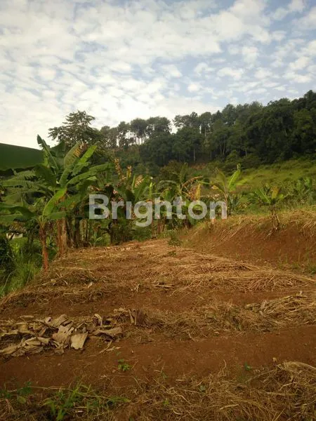 image DIJUAL TANAH DI CIANJUR COCOK UNTUK PERKEBUNAN & PERTANIAN  (8)
