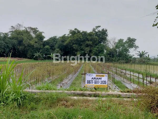 image TANAH SAWAH DI TUNDAN, PURWOMARTANI,KAPANEWON KALASAN (2)