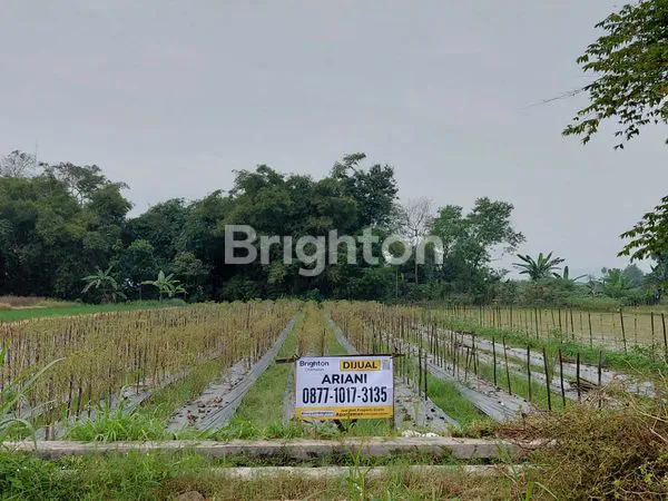 image TANAH SAWAH DI TUNDAN, PURWOMARTANI,KAPANEWON KALASAN (4)