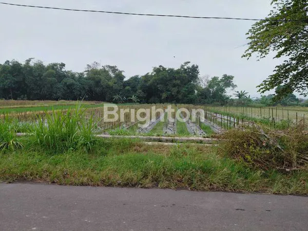 image TANAH SAWAH DI TUNDAN, PURWOMARTANI,KAPANEWON KALASAN (3)